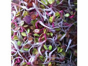 Rädisa (China Rose) frögroddar